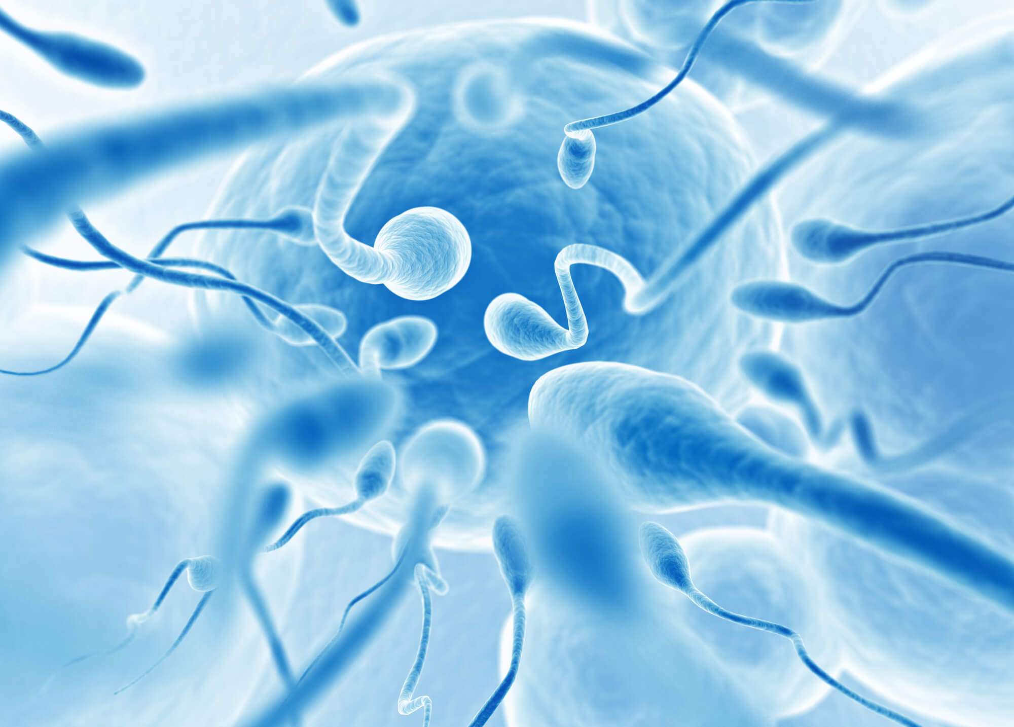 Infertilidade masculina - Dr. Bruno Vedovato