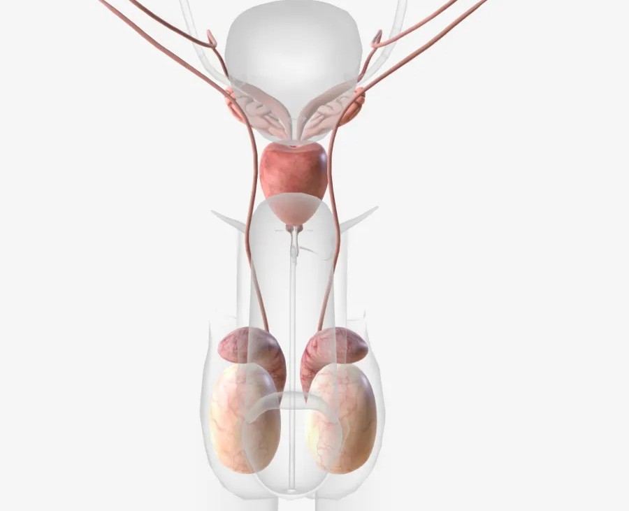 Vasectomia sem cortes e sem agulhas - Dr. Bruno Vedovato